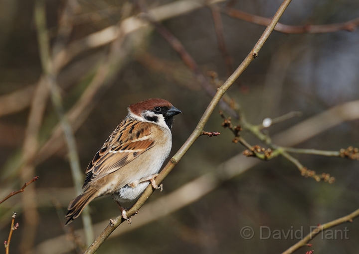 Tree sparrow - B.jpg - Tree sparrow - Leicestershire